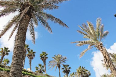 St. Julian, Malta - 20 Aralık 2022: Gökyüzü ile Palmiye Ağaçları