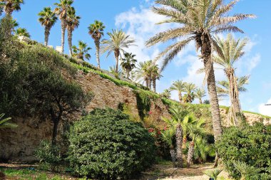 St. Julian, Malta - 20 Aralık 2022: Palmiye ağaçlı güzel bir park