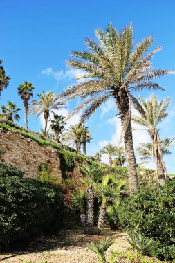 St. Julian, Malta - 20 Aralık 2022: Palmiye ağaçları ve Mavi Gök ile park