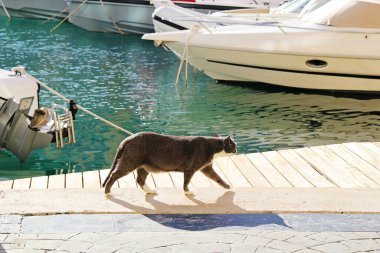 St. Julian, Malta - 20 Aralık 2022: Yat Kulübü Deniz kenarında Kedi Yürüyüşü