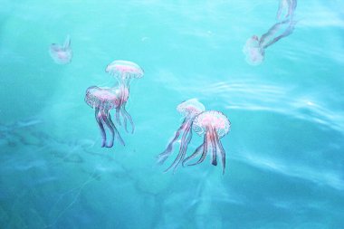 Nice Jellyfishes in the Sea Water