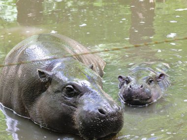 Sudaki Bebek ve Anne Hippo