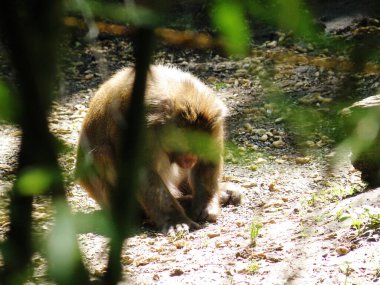 Ormandaki Maymun Yapraklarla Bulanık