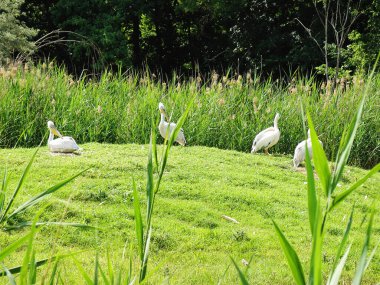 Büyük Beyaz Pelikanlar Doğanın Dışında