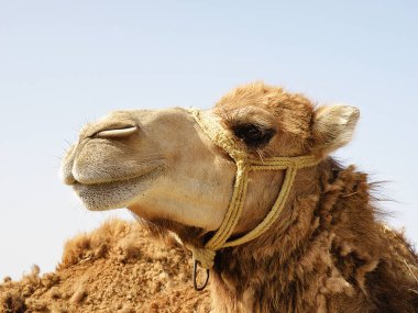 Dromedary Deve, Arap Deve, Tek hörgüçlü Deve veya Camelus Dromedarius Yakın Yüzlü