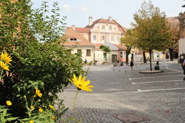 Sibiu, Romanya - 29 Eylül 2019: Romanya 'nın Sibiu kenti Sarı Çiçek ve Bulanık Kent Manzarası ile