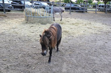 Sumeg, Macaristan - 13 Ağustos 2021: Eşekli Kahverengi At Açık Hava