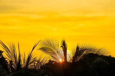 Arka planda kopya alanı olan palmiye ağacı gökyüzü etrafında güzel bir günbatımı