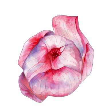 Suluboya nilüfer tomurcuğu. Çiçek aranjmanları, desen tasarımı veya bütünsel markalaşma için botanik el boyaması ögesi.