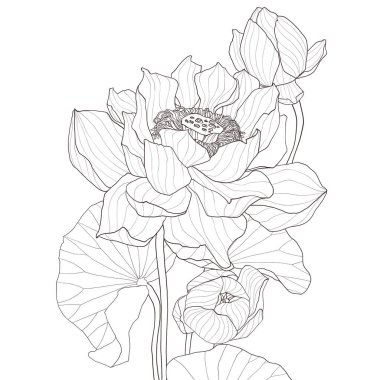 Çiçek açan bir nilüfer çiçeğinin zarif çizimi. Temiz ve minimal bir tarzda. Boyama sayfaları, dövme tasarımları, ruhani çizimler veya minimalist desenler için ideal.