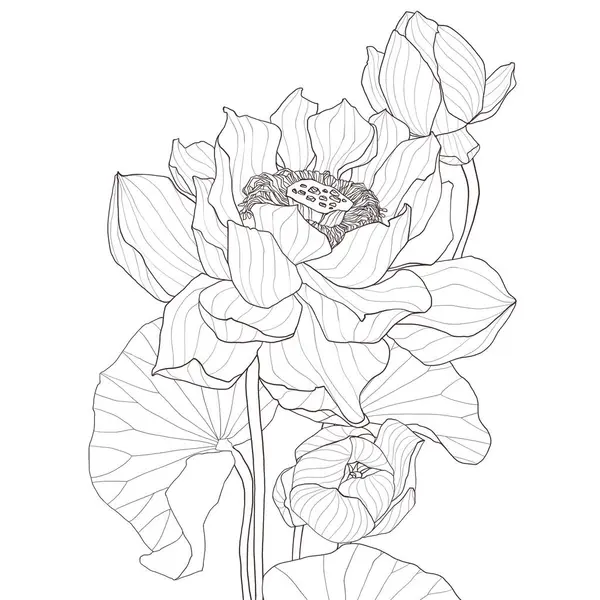 Çiçek açan bir nilüfer çiçeğinin zarif çizimi. Temiz ve minimal bir tarzda. Boyama sayfaları, dövme tasarımları, ruhani çizimler veya minimalist desenler için ideal.