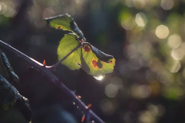 Ett Grönt Löv Skogen Droppar Med Daggdroppe Som Reflekterar Solens — Stockfoto