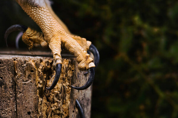 Close-up of the sharp claws and foot of an osprey (Pandion haliaetus) perched on a block of wood