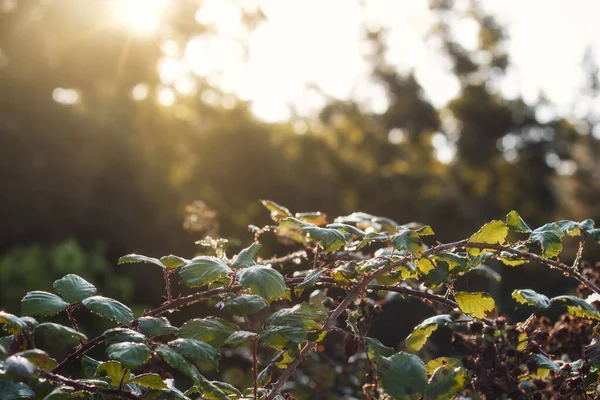 Колючая Ежевика Ежевика Куст Rubus Fruticosa Лесу Рассветом Солнца Заднем — стоковое фото