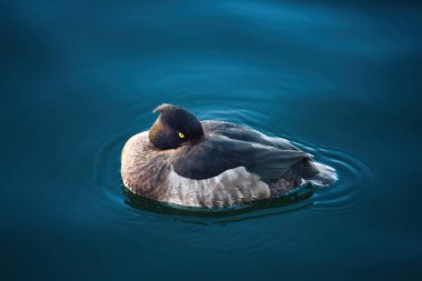 Mavi suya karşı tek bir Tufted Duck (Aythya fuligula)