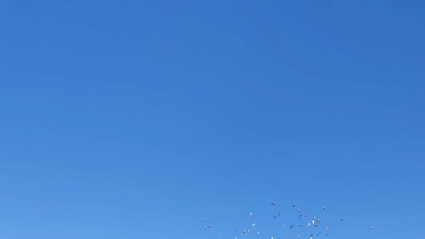 Стая Голубей Летающих Воздухе Изолированная Чистого Голубого Неба — стоковое видео