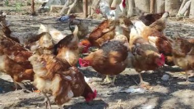 Tavuklar bir çiftlik ağılında yerden gagalıyor ve yiyorlar.