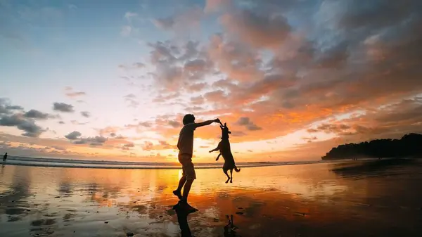 stock image A boy playing with a Jack Russell Terrier dog on a beach in summer at sunset