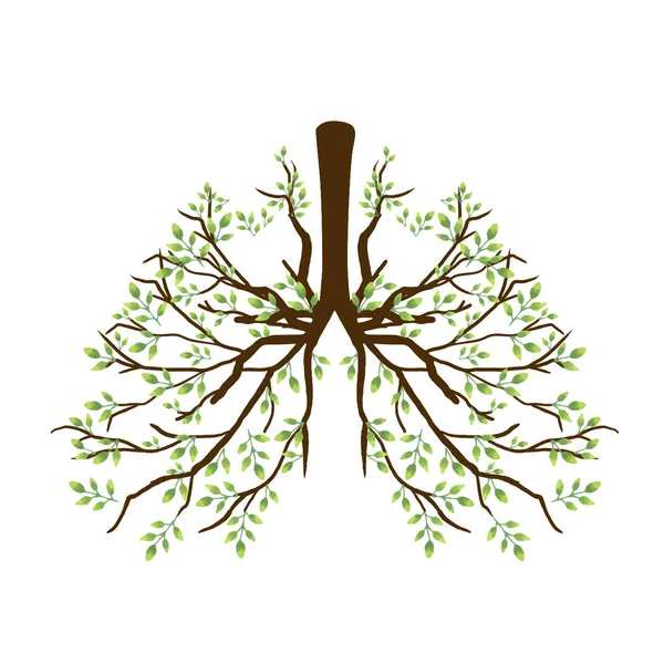 Liście Gałęzie Tworzące Płuca Oskrzela Anatomia Narządów Ludzkich Wykazująca Zdrowe — Wektor stockowy