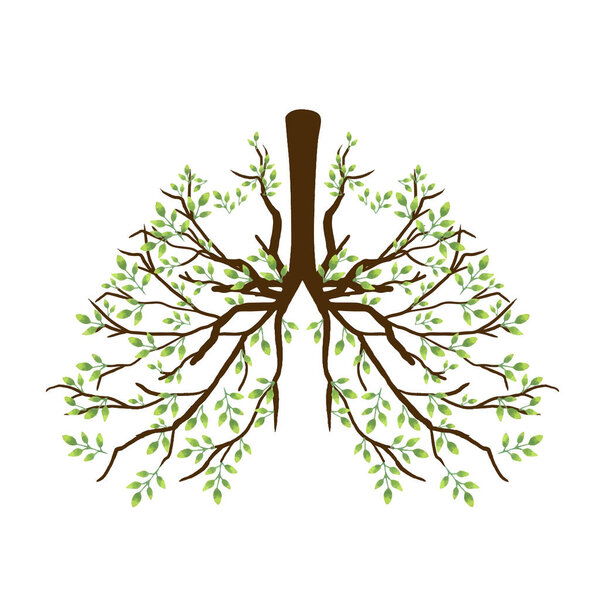 Леса и ветви, образующие легкие и бронхи, анатомия органов человека показывает здоровые легкие без табака