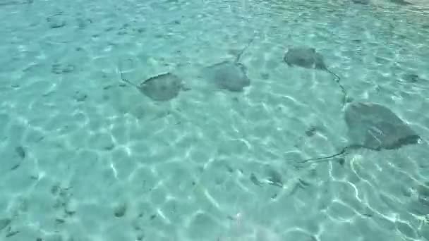 Stingrays Comunes Océano Índico Nadando Aguas Poco Profundas — Vídeos de Stock