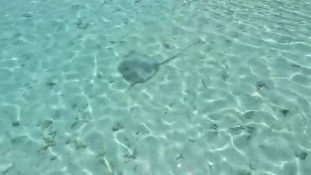 Stingray Océano Índico Maldivas Aguas Poco Profundas — Vídeos de Stock