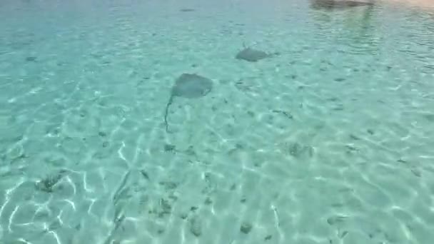 Poissons Exotiques Raies Communes Dans Océan Indien Atoll Des Maldives — Video
