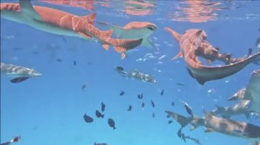 Hemşire köpekbalıkları ve yavru köpekbalıkları tropik Maldivler mercan resifleri derin deniz sularında
