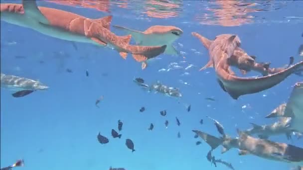 熱帯モルディブのサンゴ礁の深海での看護師サメと赤ちゃんサメ — ストック動画