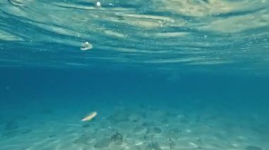 Fulidhoo Adası Hint Okyanusu Maldivleri 'nde su altı balıkları