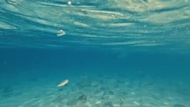 Peixes Subaquáticos Águas Rasas Fulidhoo Island Indian Ocean Maldives — Vídeo de Stock