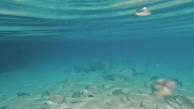 Maldivler 'deki bir balık sürüsünün iğneli ışınları Hint Okyanusu 4k video görüntüsü
