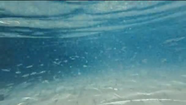 モルディブの水中魚学校インド洋4Kビデオ — ストック動画
