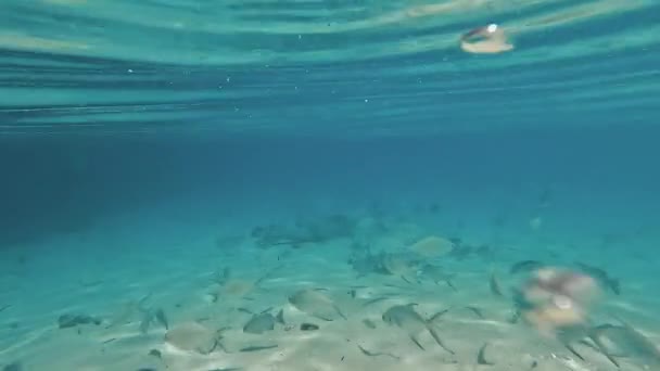 モルディブの魚の学校で光線を設定するインド洋4Kビデオ映像 — ストック動画
