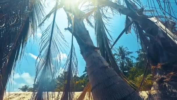 Breezy Palm Beach Sunrise Maldives Local Island — Stock Video