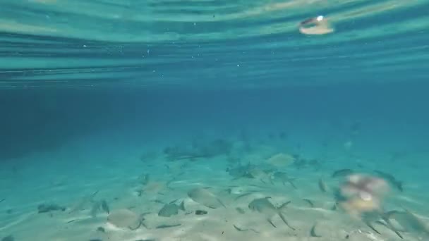 Υποβρύχια Επιφάνεια Των Ωκεανών Και Των Ακτίνων Τσίμπημα Μικρά Είδη — Αρχείο Βίντεο