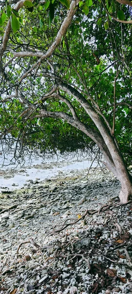 Тихий Тропический Пляж Мальдивах Атолл Белыми Песками Коралловым Рифом — стоковое фото