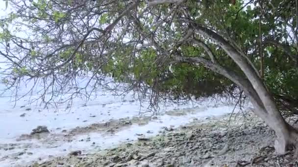 白い砂でモルディブのセレンアトロール熱帯ビーチ — ストック動画
