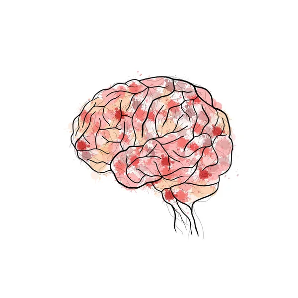 Human Brain Anatomy Conceptual Line Art Watercolor Paint Splatter — Stock Vector