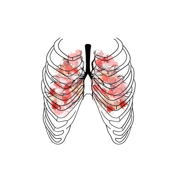 Cuerpo Humano Caja Torácica Sistema Esquelético Con Pulmones — Vector de stock
