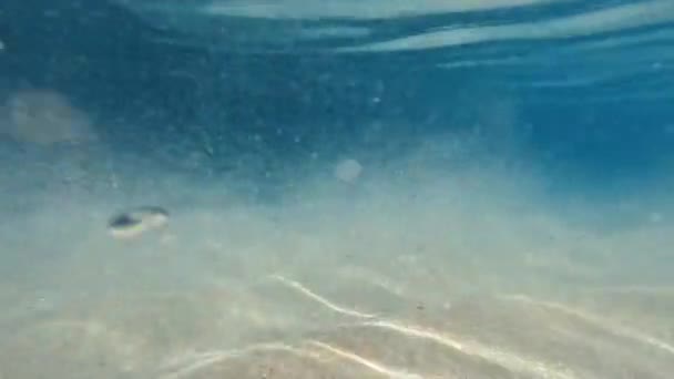 Glittrande Sand Och Fiskstim Vattnet Maldiverna Indiska Oceanen — Stockvideo
