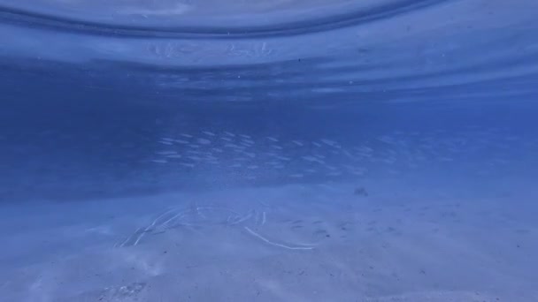 Nacht Onderwater School Van Vissen Malediven Indische Oceaan Video — Stockvideo