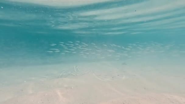 Школа Рыб Песчаных Частиц Сверкающих Подводными Коралловыми Рифами Мальдивах — стоковое видео