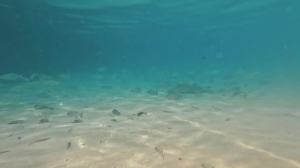 Raio Picada Escola Peixes Águas Superficiais Oceano Azul Subaquático — Vídeo de Stock