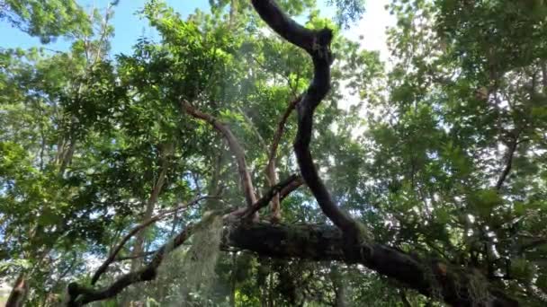 Las Tropikalny Małej Wiosce Chiang Rai Tajlandia — Wideo stockowe