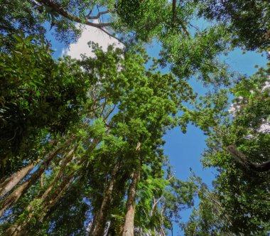 Chiang Rai 'de bir Tayland köyünde ormanlar