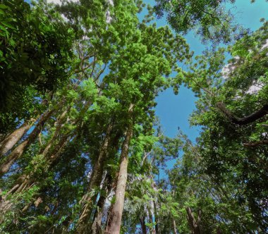 Chiang Rai Tayland 'da küçük bir köyde Tropikal Orman
