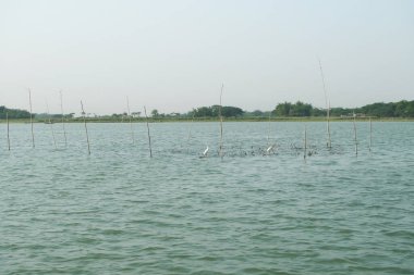 Bangladeş 'te bir nehir kıyısındaki martılar