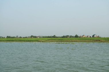 Bangladeş 'te bir nehir kıyısı boyunca ekin tarlaları