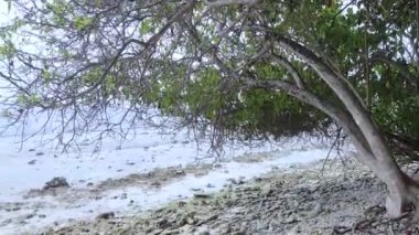 Maldivler 'deki sakin tropikal plajlar Beyaz kumlar ve mercan resifleriyle mercan adası